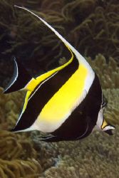 Moorish Idol from Wakatobi by Karl Dietz 
